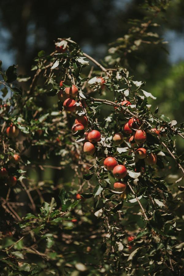 Pasieka - Dom Wypoczynkowy Bacza ภายนอก รูปภาพ